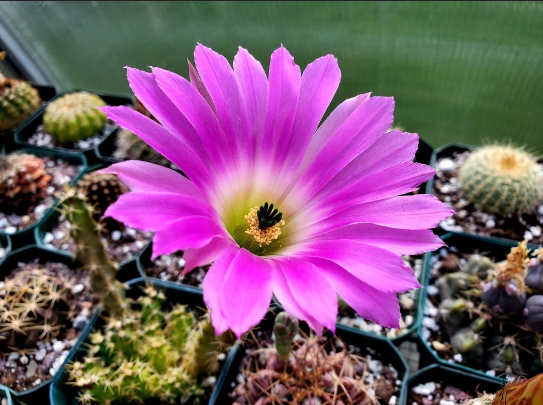 Echinocereus pentalophus (15 seeds)