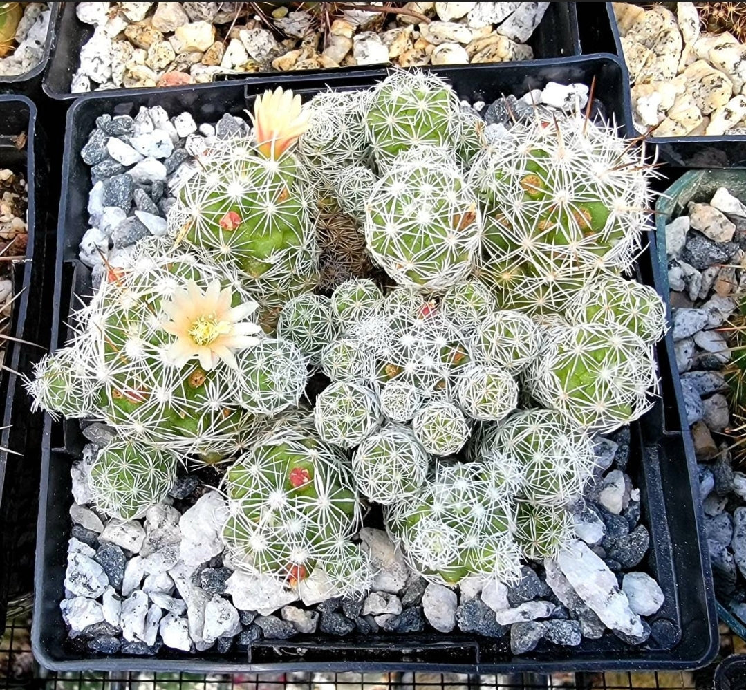 Mammillaria gracilis v. fragilis