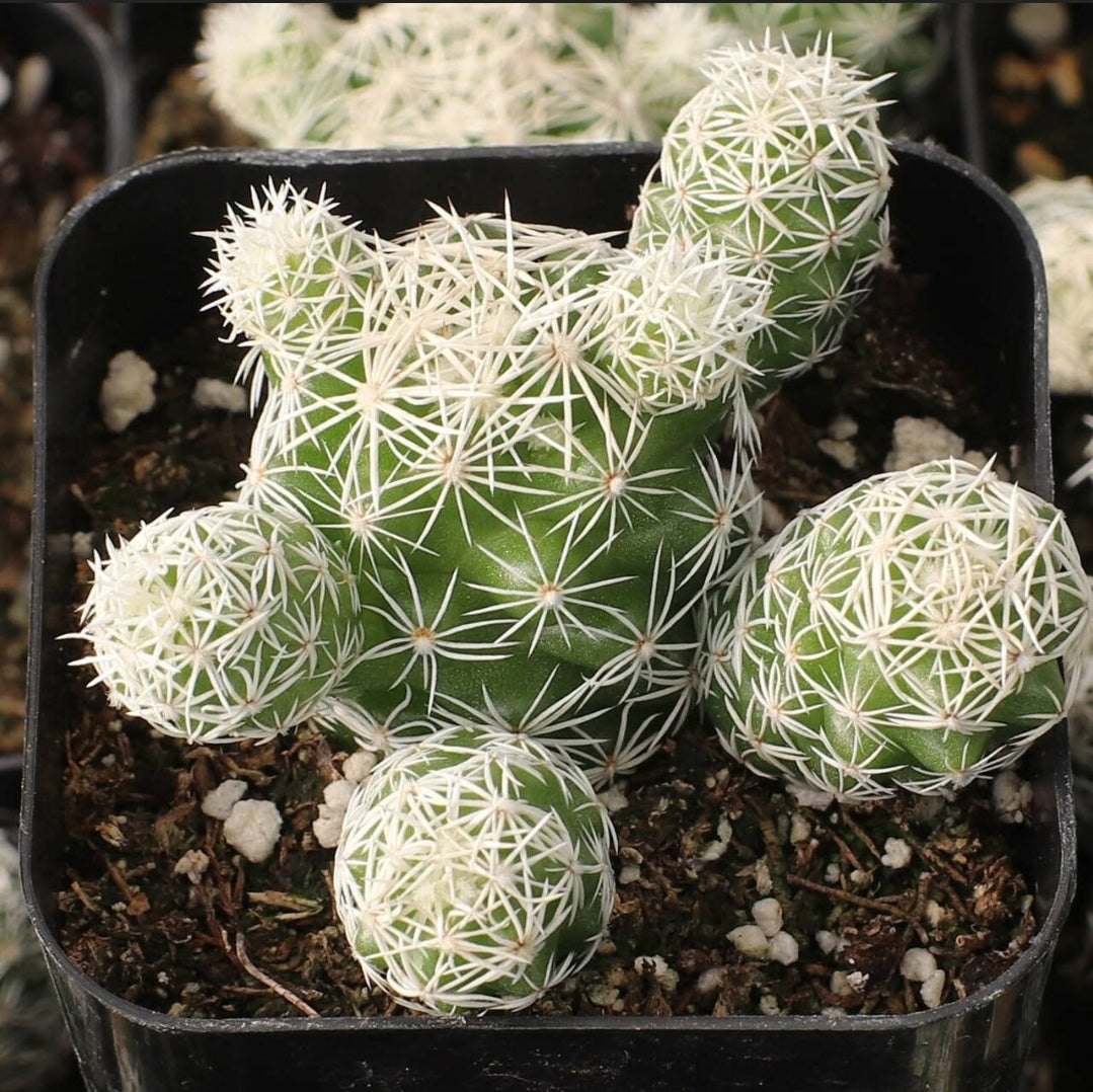 Mammillaria gracilis v. fragilis