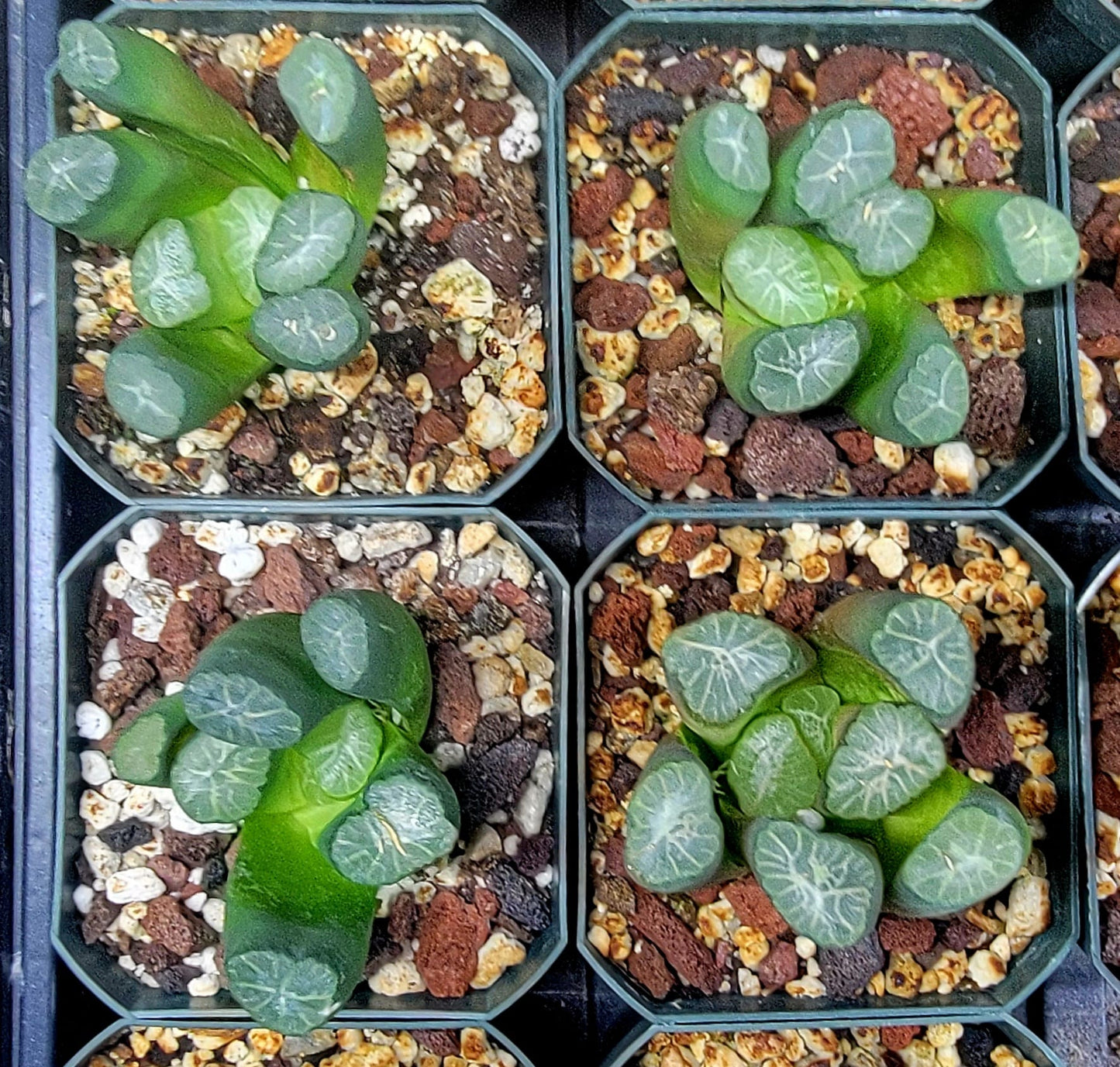 Haworthia truncata var. maughanii