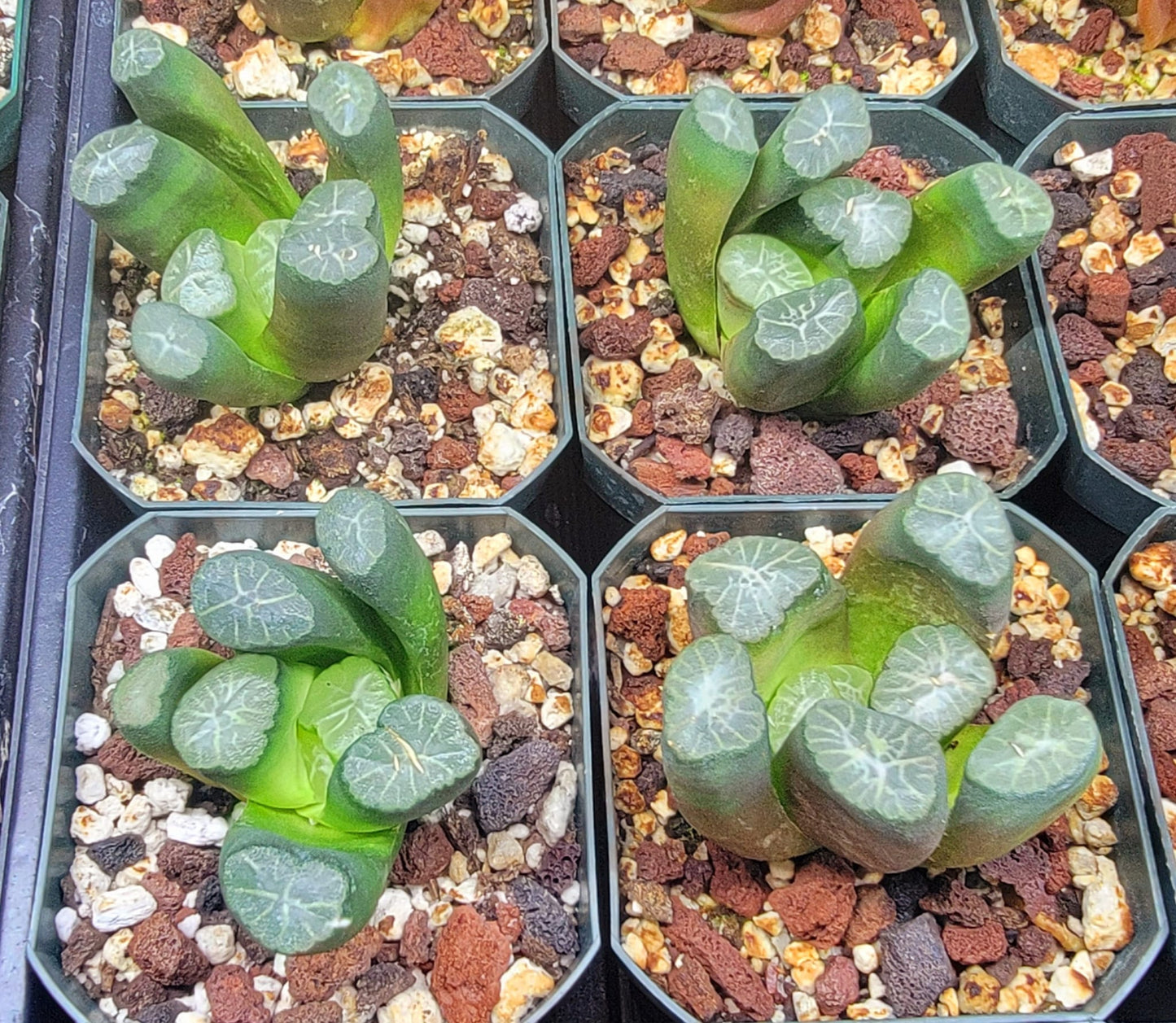 Haworthia truncata var. maughanii