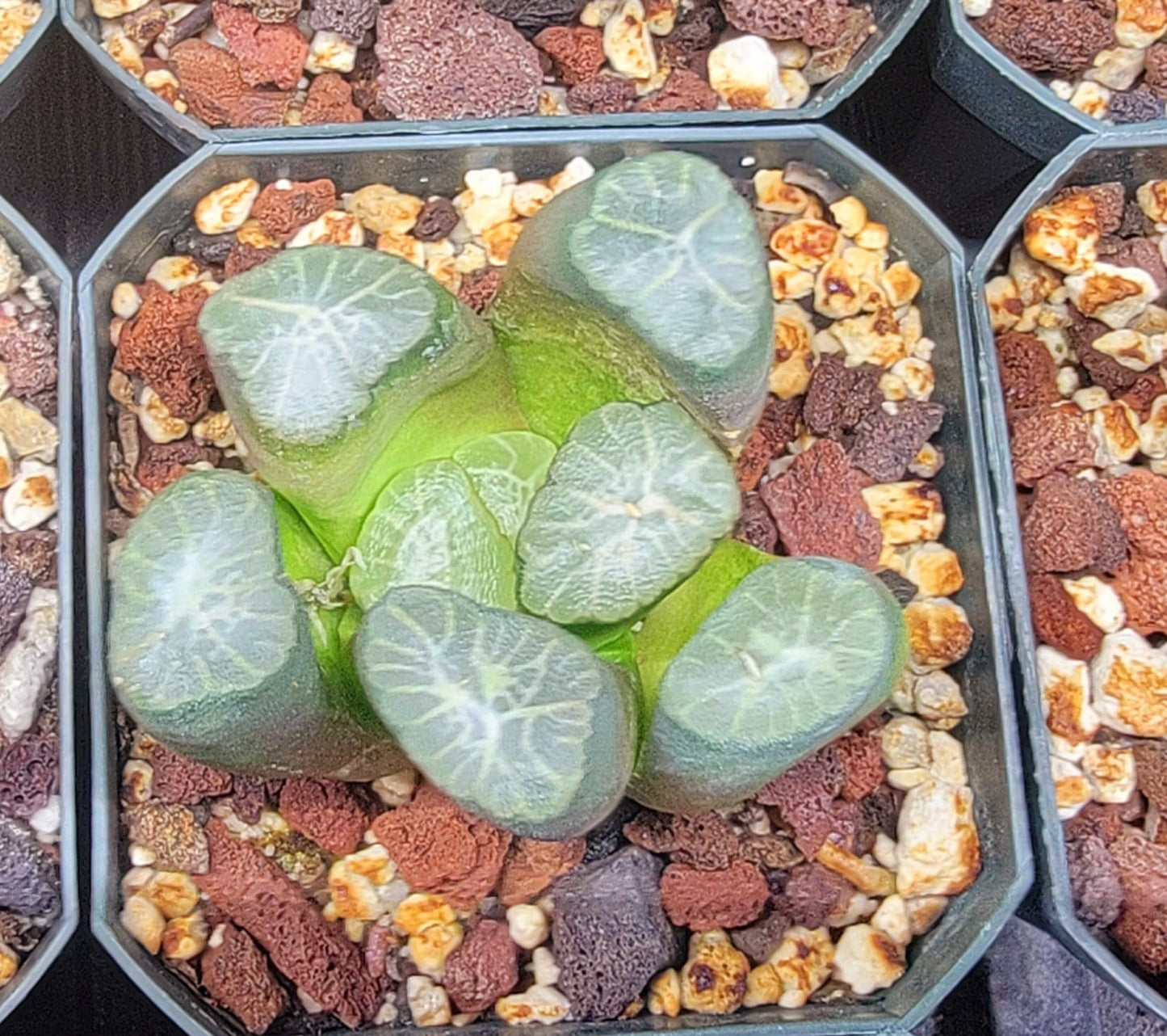 Haworthia truncata var. maughanii