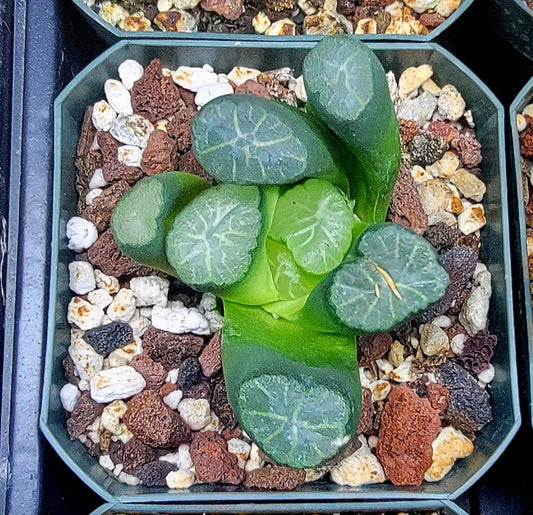 Haworthia truncata var. maughanii