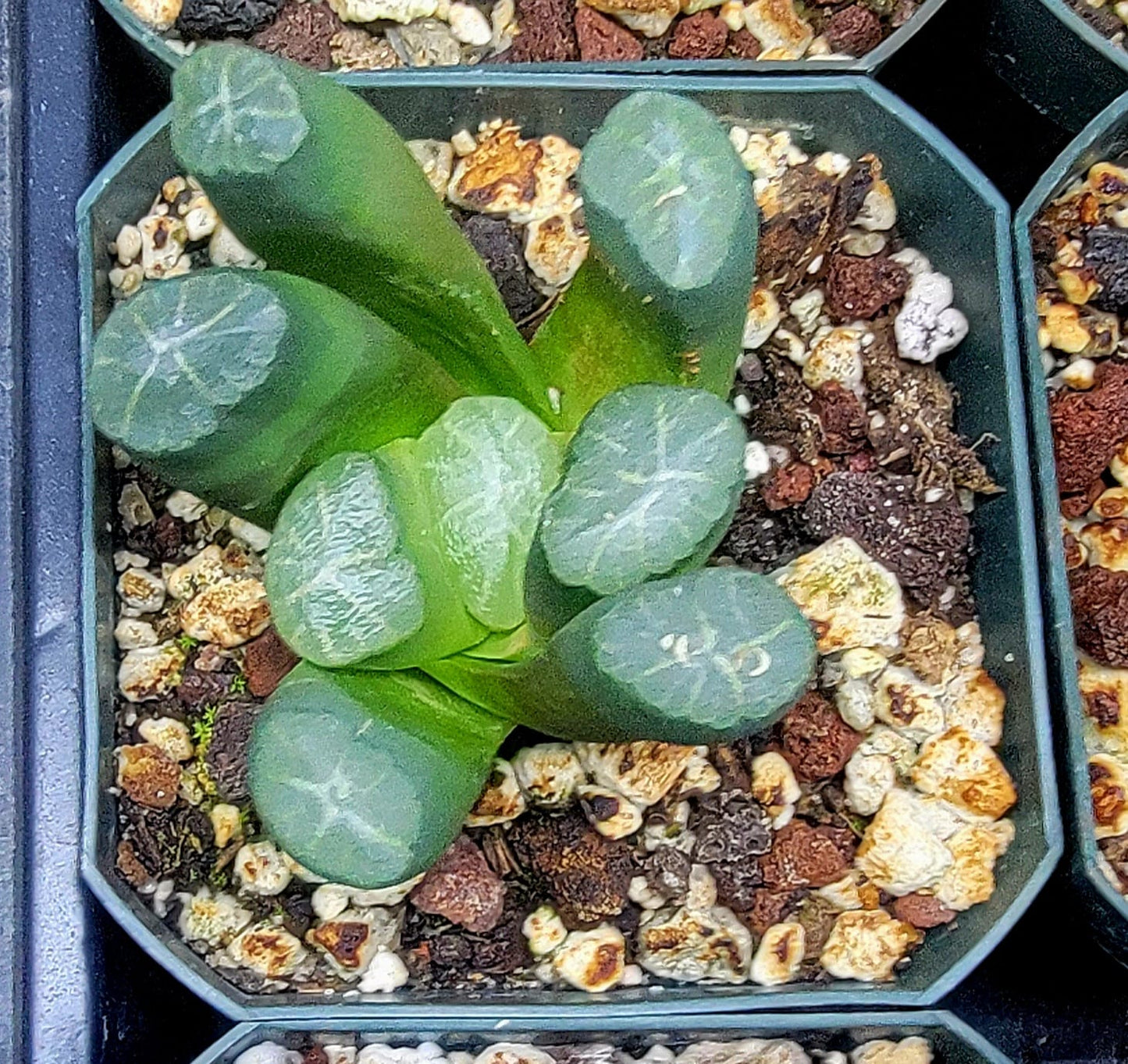 Haworthia truncata var. maughanii