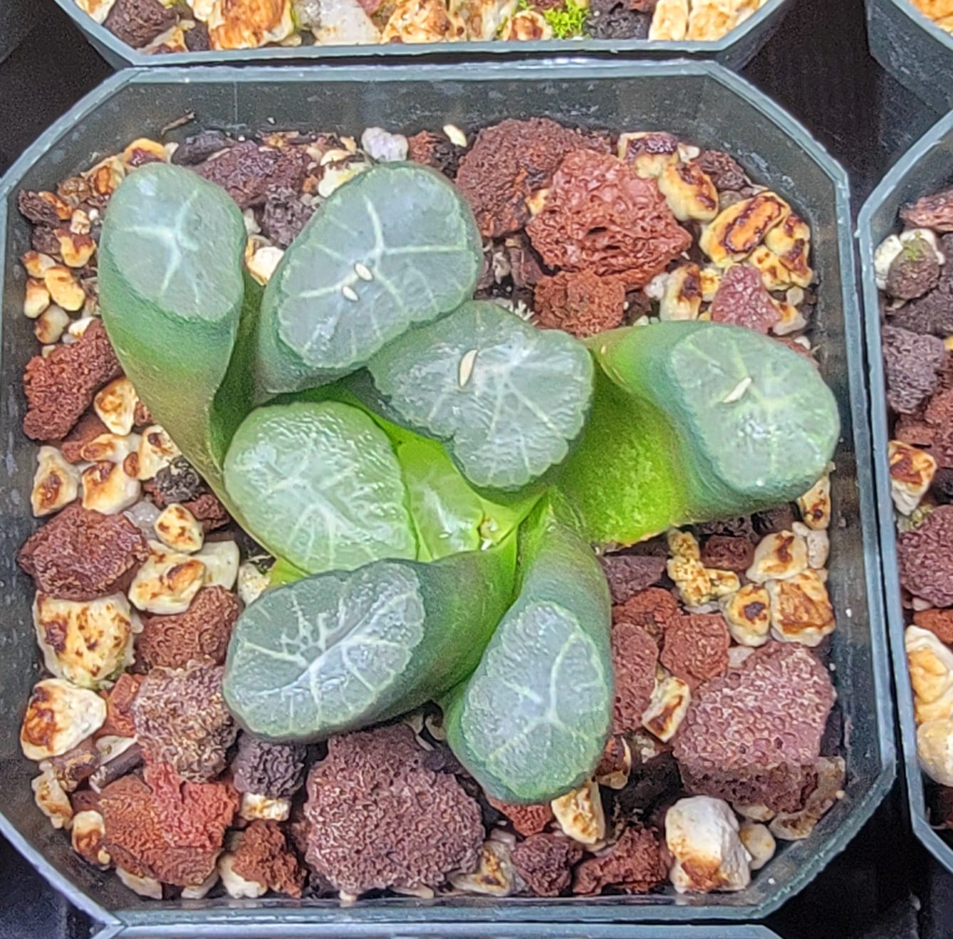 Haworthia truncata var. maughanii