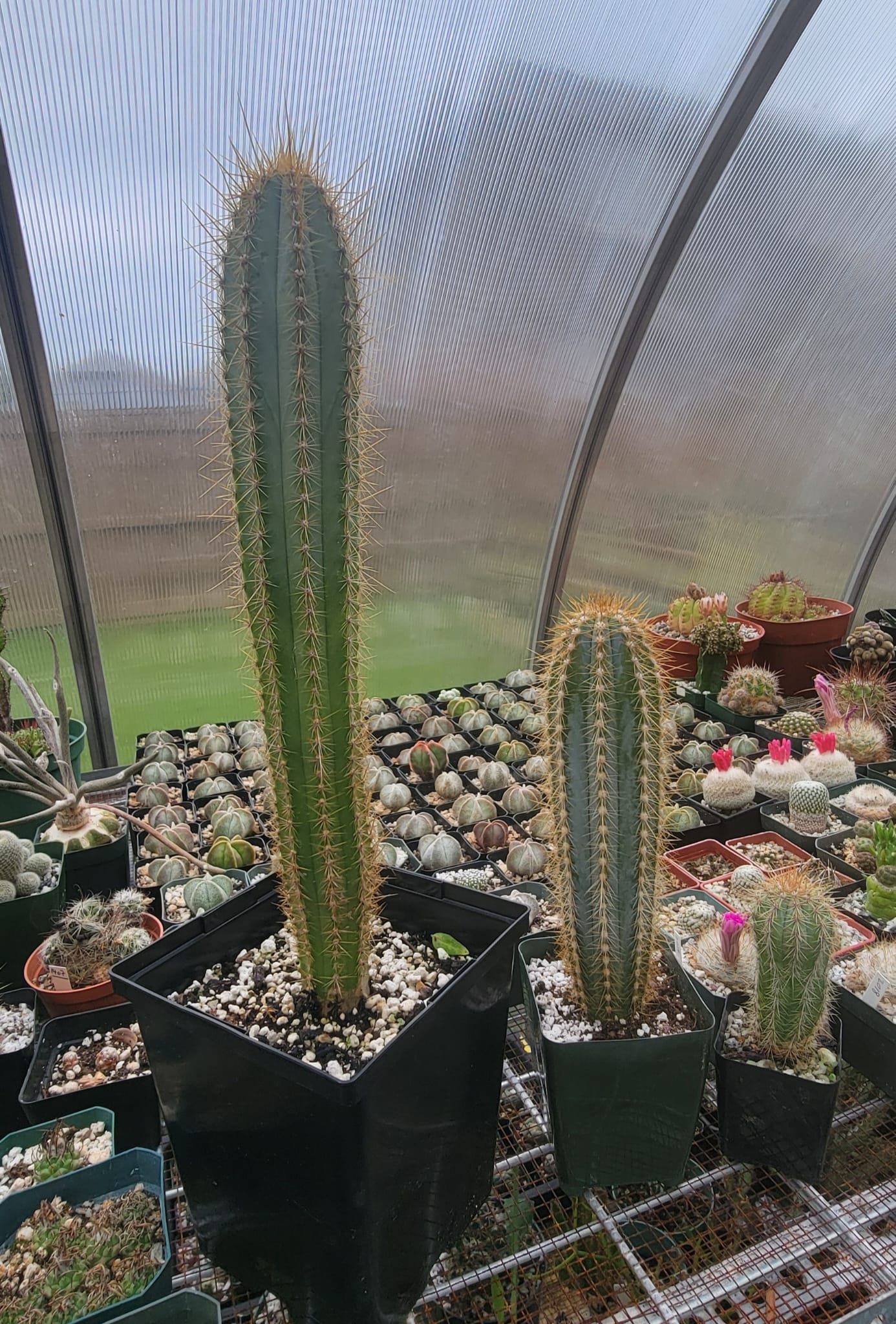 Pilosocereus azureus | The Blue Torch Cactus