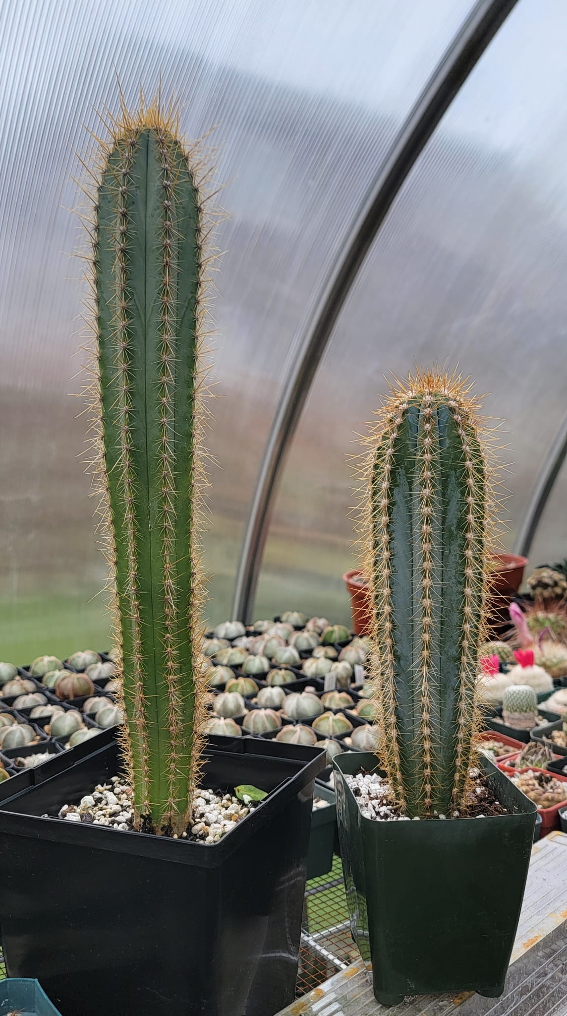 Pilosocereus azureus | The Blue Torch Cactus