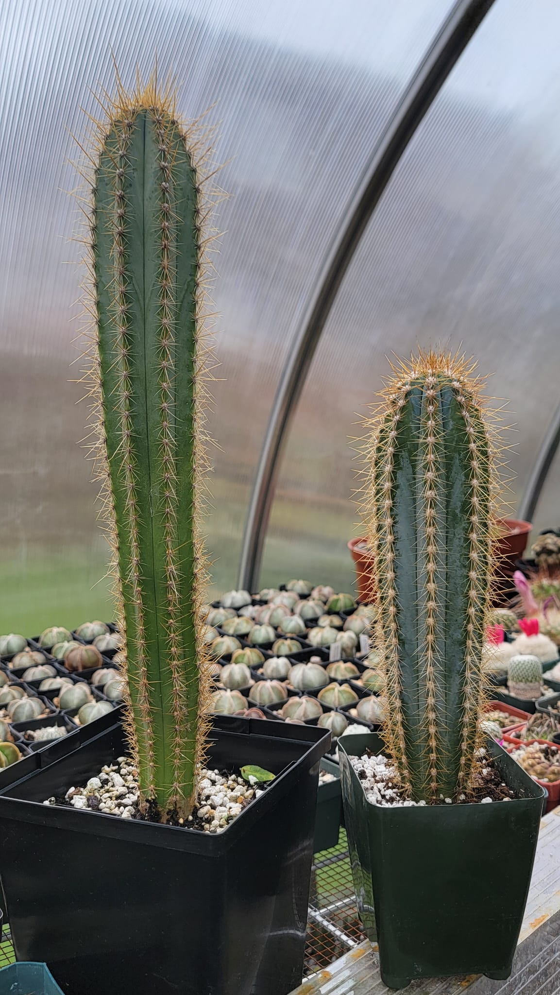 Pilosocereus azureus | The Blue Torch Cactus