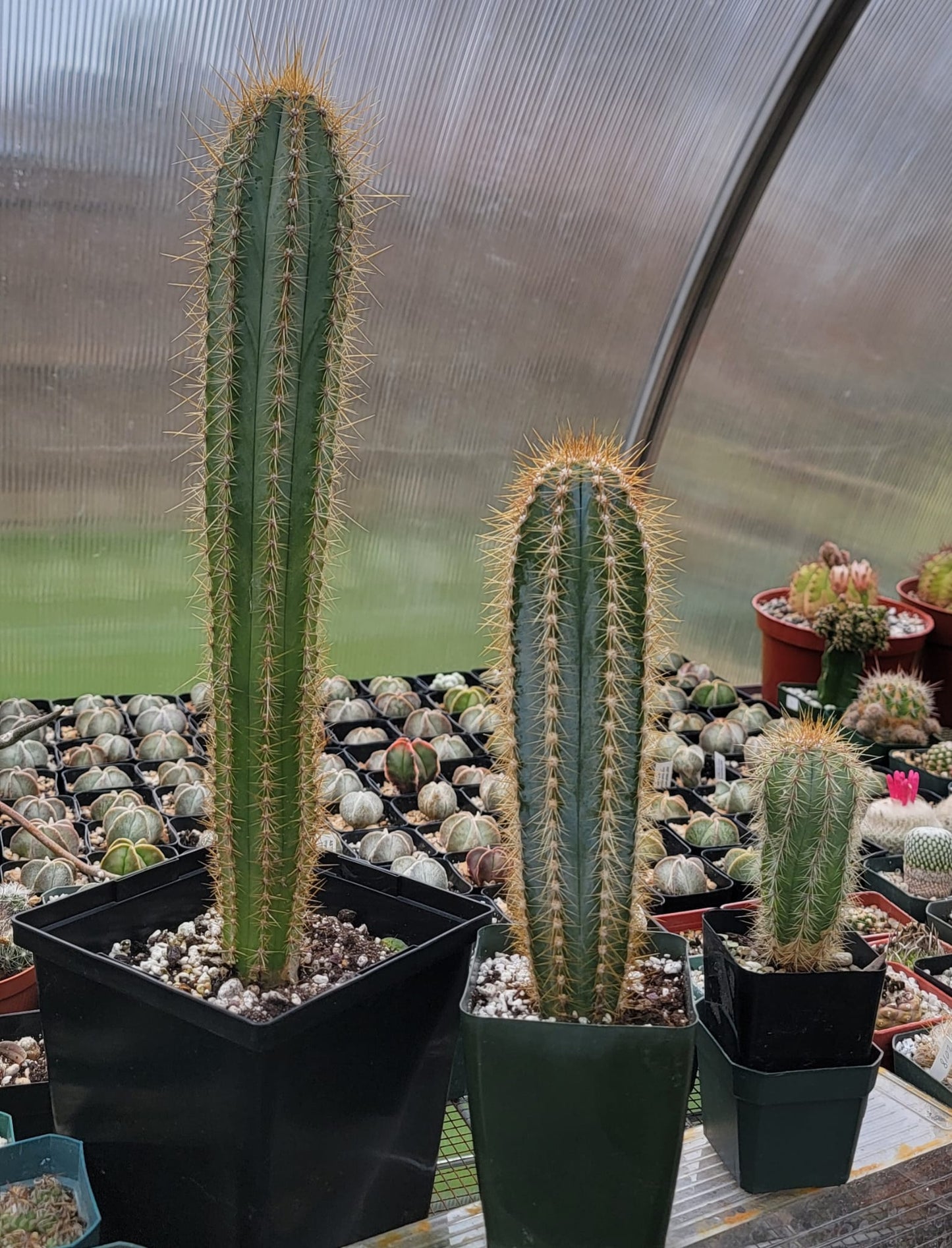 Pilosocereus azureus | The Blue Torch Cactus