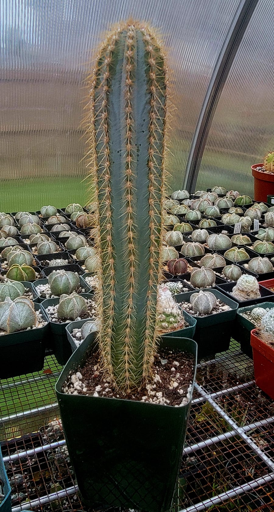 Pilosocereus azureus | The Blue Torch Cactus