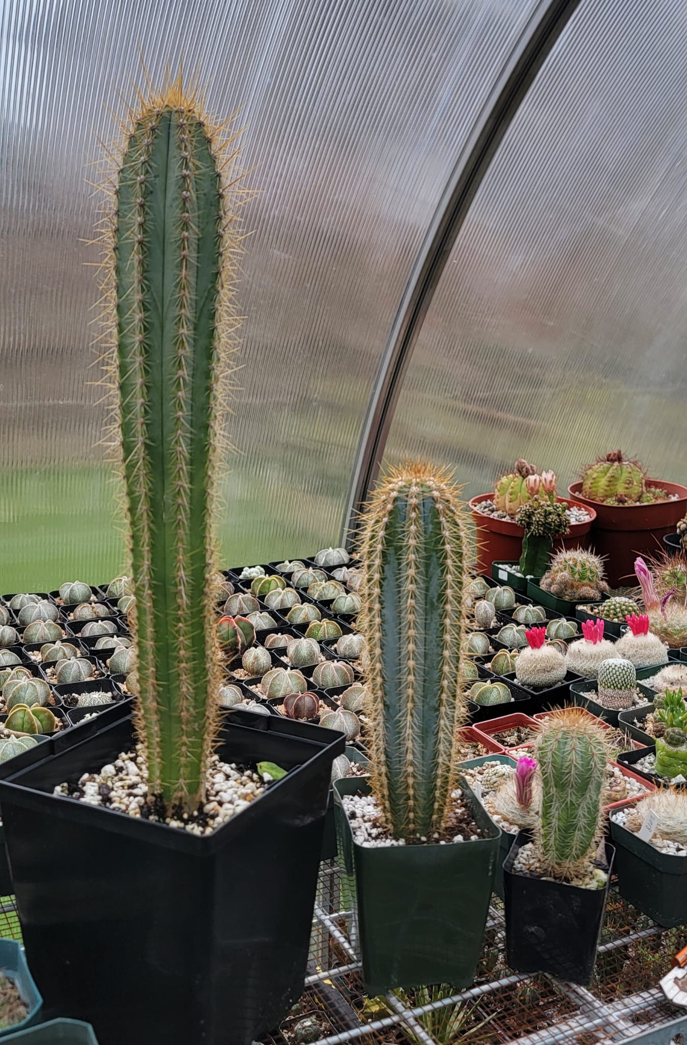 Pilosocereus azureus | The Blue Torch Cactus