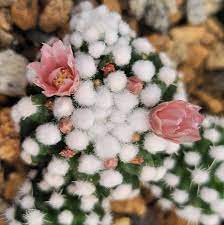 Mammillaria gracilis cv. oruga grafted