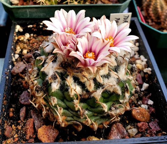 Turbinicarpus andersonii |Turbinicarpus schmiedickeanus var panarottoi (10 seeds)