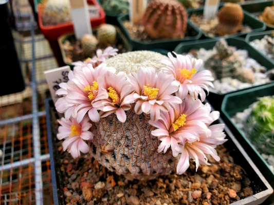 Mammillaria pectinifera (10 seeds)