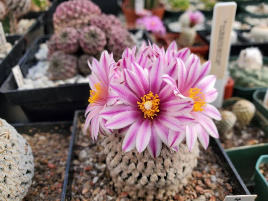 Turbinicarpus valdezianus (10 seeds)