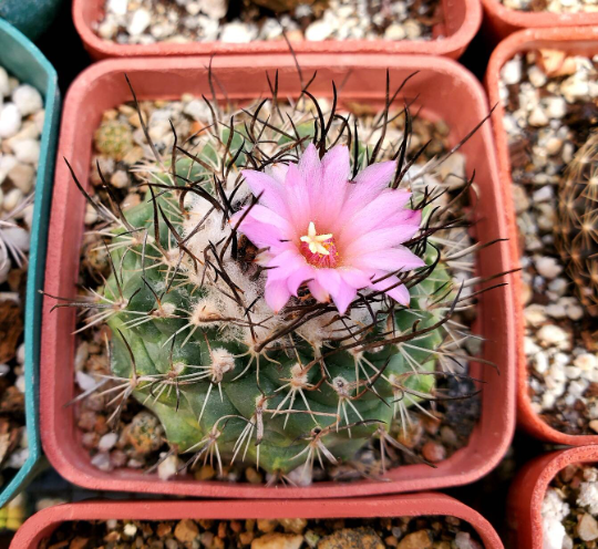 Turbinicarpus roseiflorus (10 seeds)