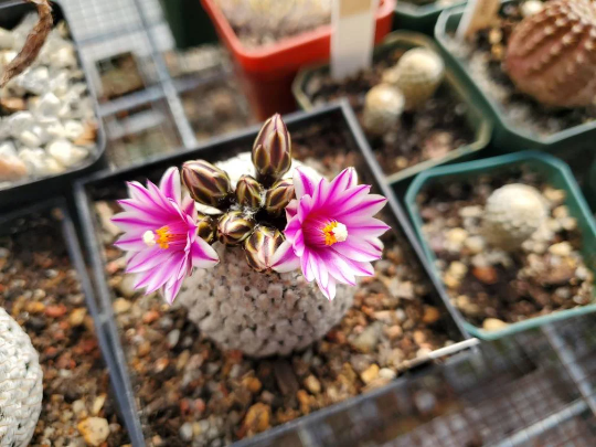 Turbinicarpus valdezianus (10 seeds)