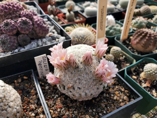 Mammillaria pectinifera (10 seeds)