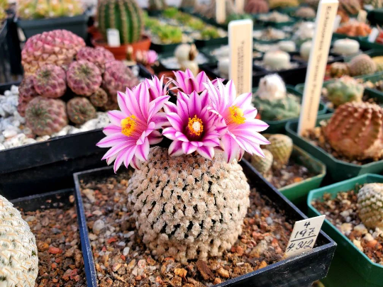 Turbinicarpus valdezianus (10 seeds)