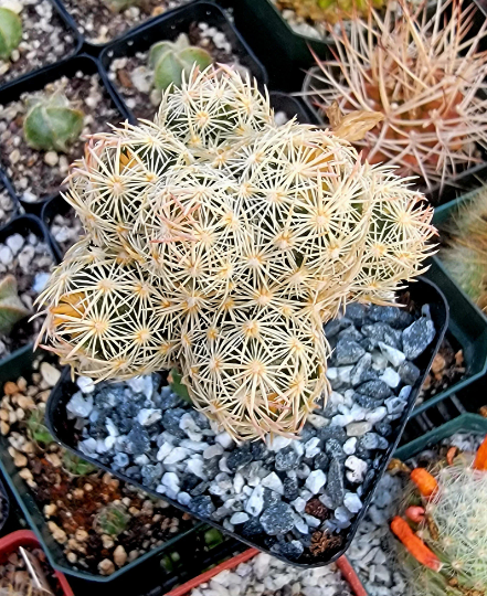 Escobaria minima grafted