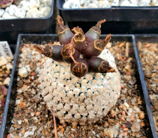 Turbinicarpus valdezianus (10 seeds)