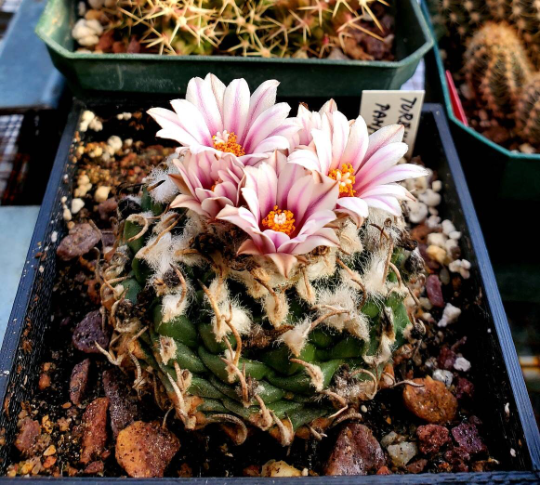 Turbinicarpus andersonii |Turbinicarpus schmiedickeanus var panarottoi (10 seeds)