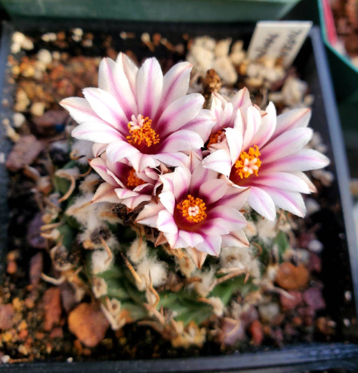 Turbinicarpus andersonii |Turbinicarpus schmiedickeanus var panarottoi (10 seeds)