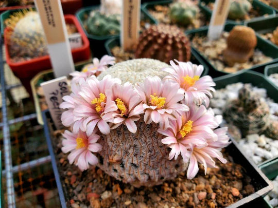 Mammillaria pectinifera (10 seeds)