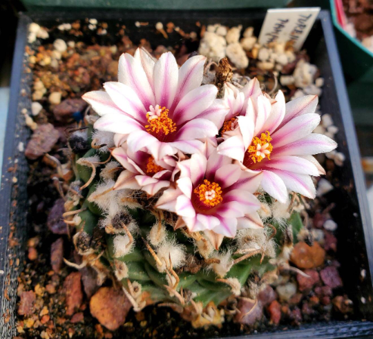 Turbinicarpus andersonii |Turbinicarpus schmiedickeanus var panarottoi (10 seeds)