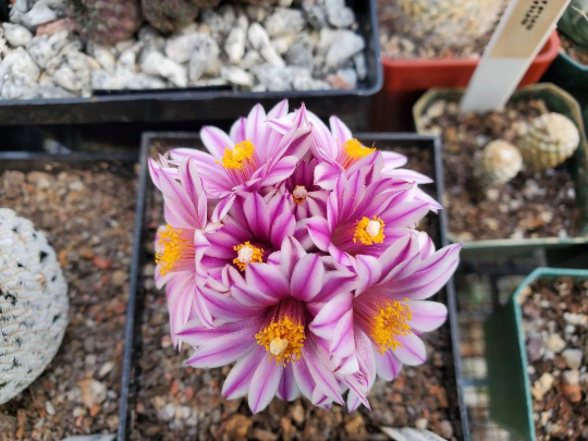 Turbinicarpus valdezianus (10 seeds)