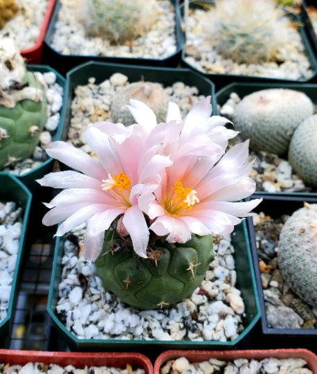 Turbinicarpus lophophoroides (10seeds)