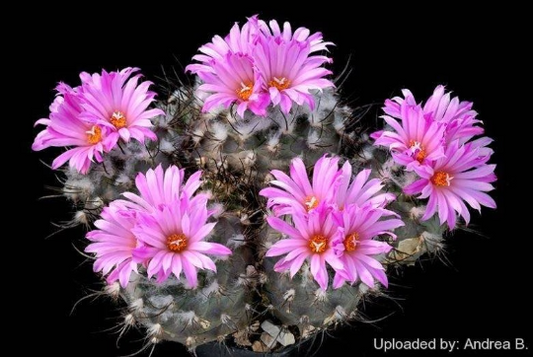 Turbinicarpus roseiflorus (10 seeds)