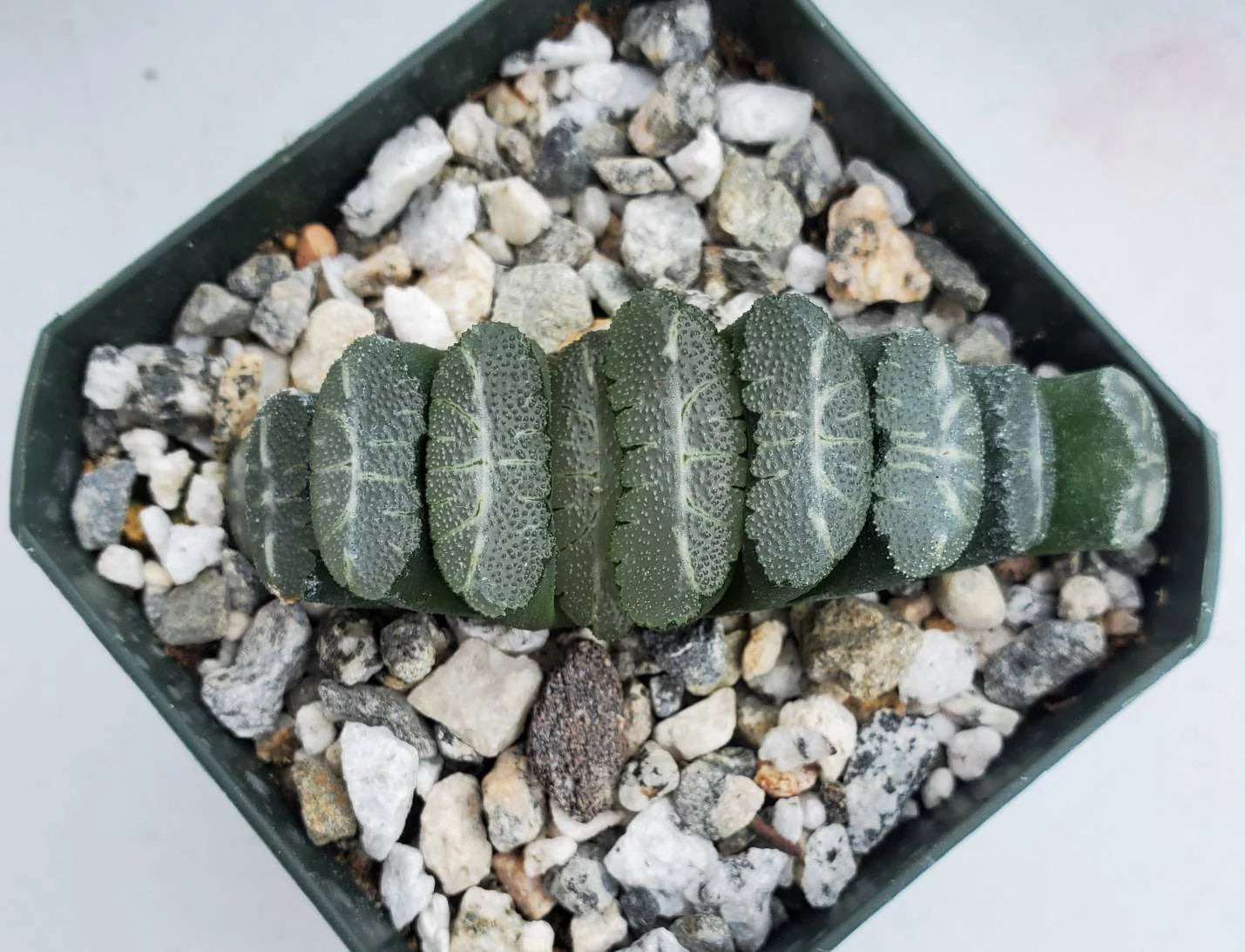 Haworthia truncata Hybrid