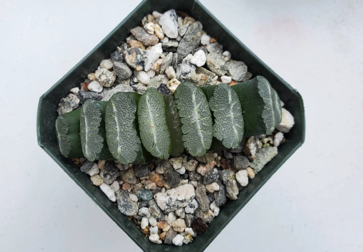 Haworthia truncata Hybrid