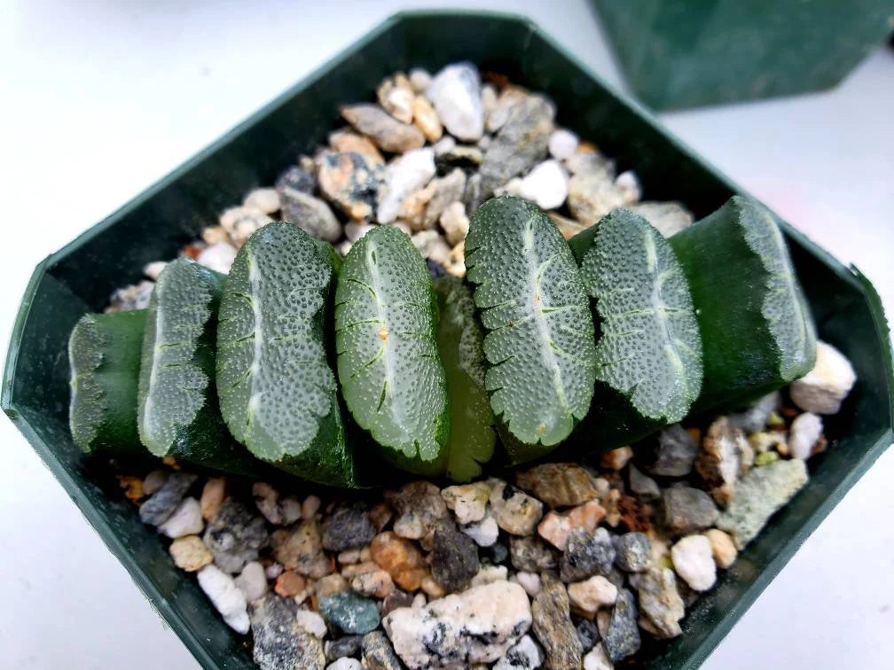 Haworthia truncata Hybrid