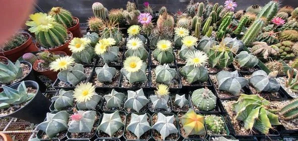 Astrophytum myriostigma - seeds