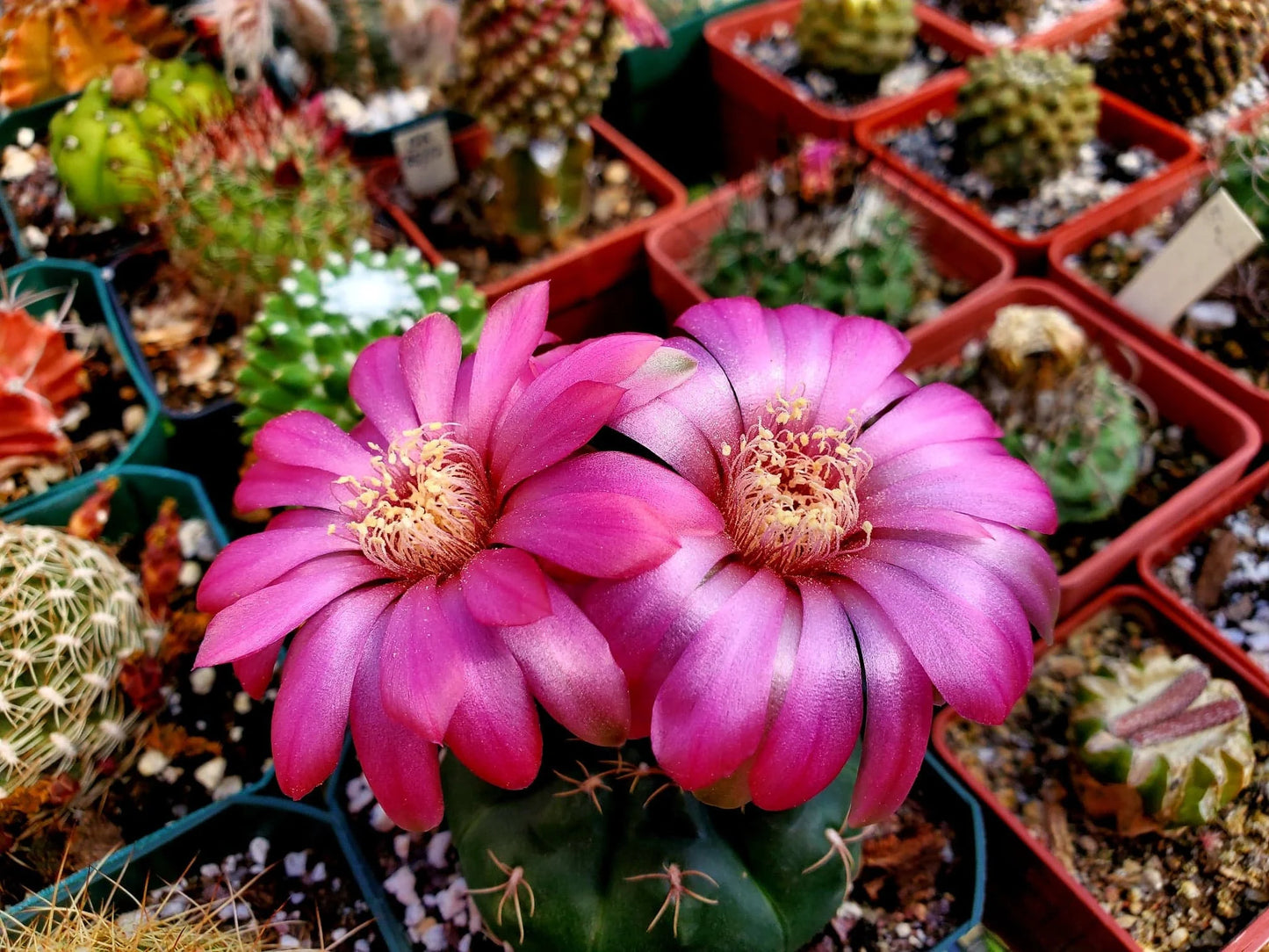 Gymnocalycium baldianum - seeds