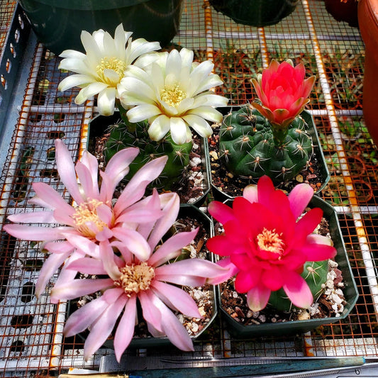 Gymnocalycium baldianum - seeds