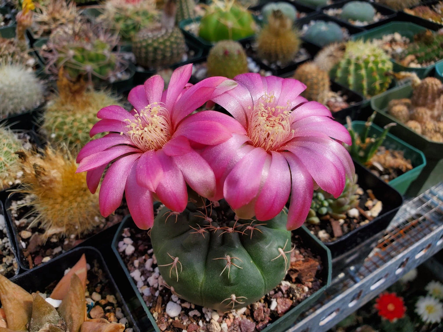 Gymnocalycium baldianum - seeds