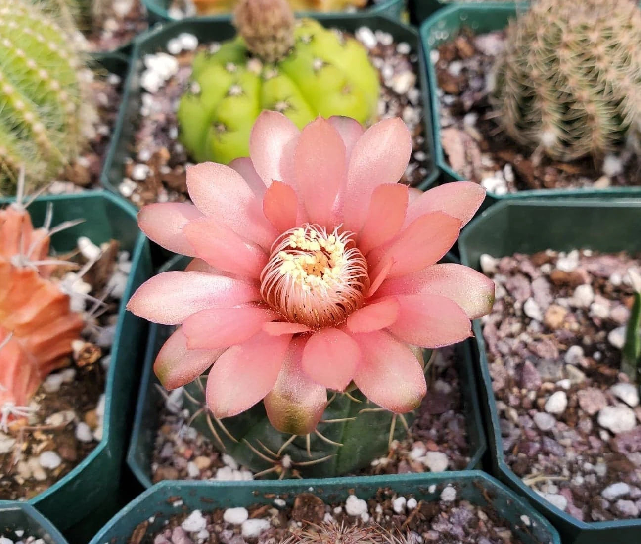 Gymnocalycium baldianum - seeds