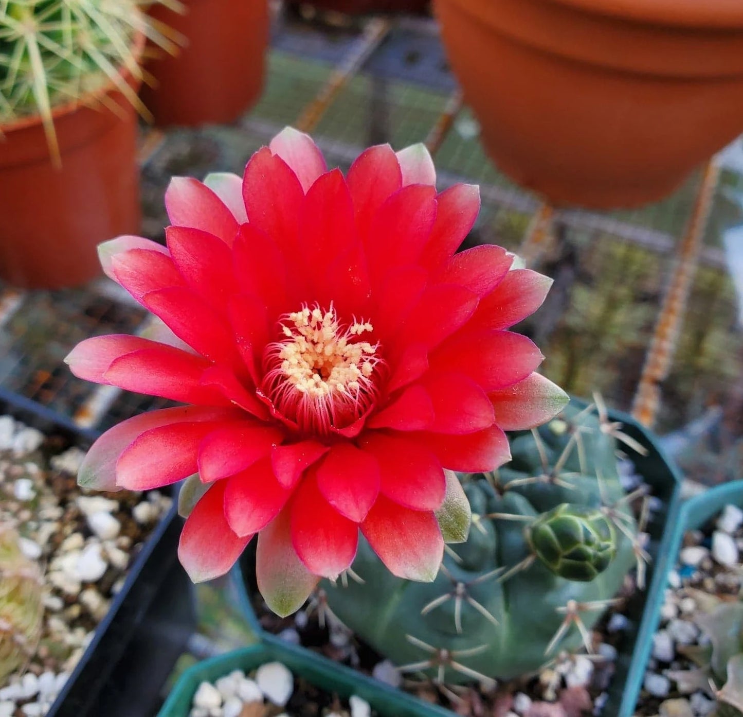 Gymnocalycium baldianum - seeds