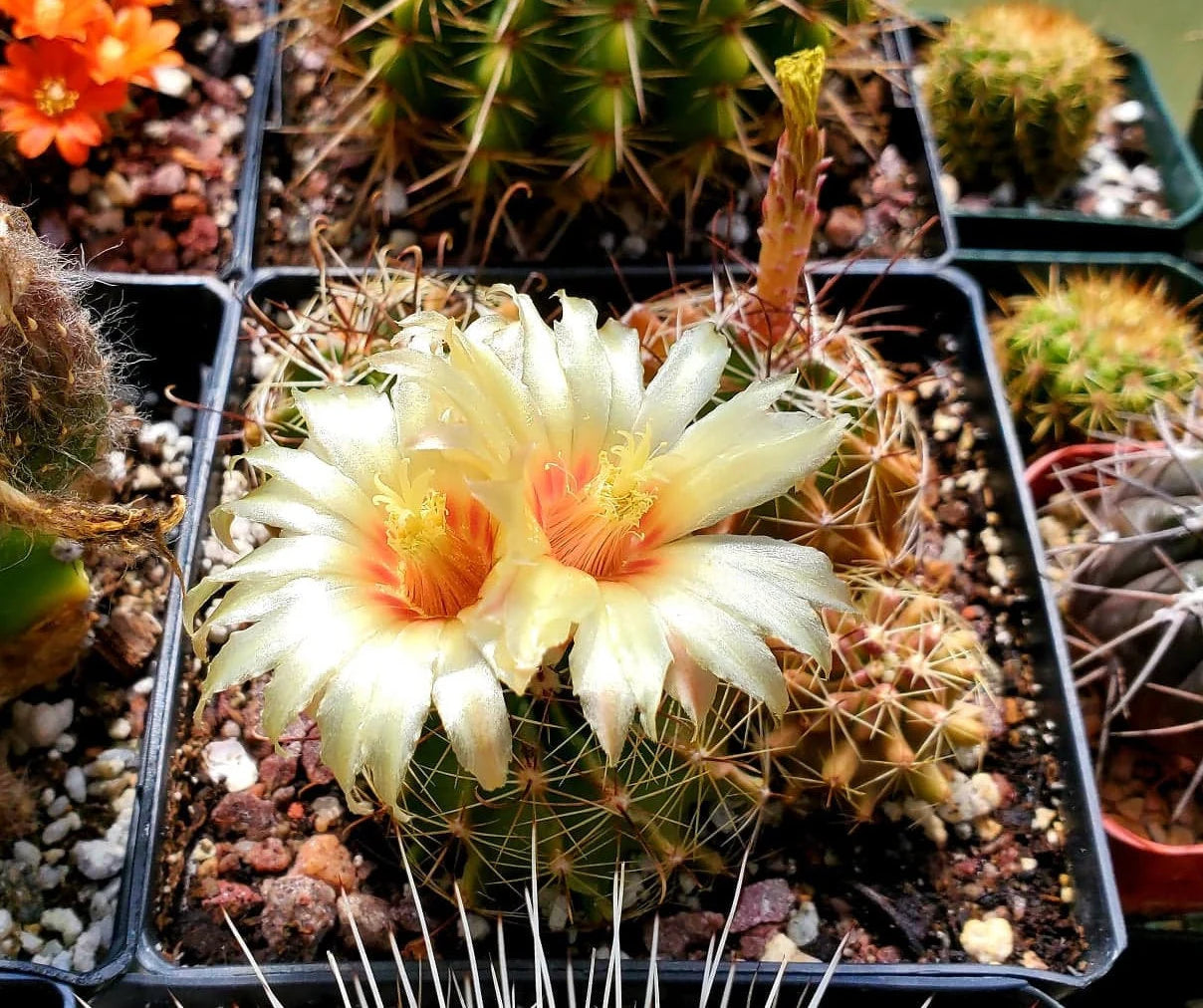 Thelocactus setispinus (15 seeds)