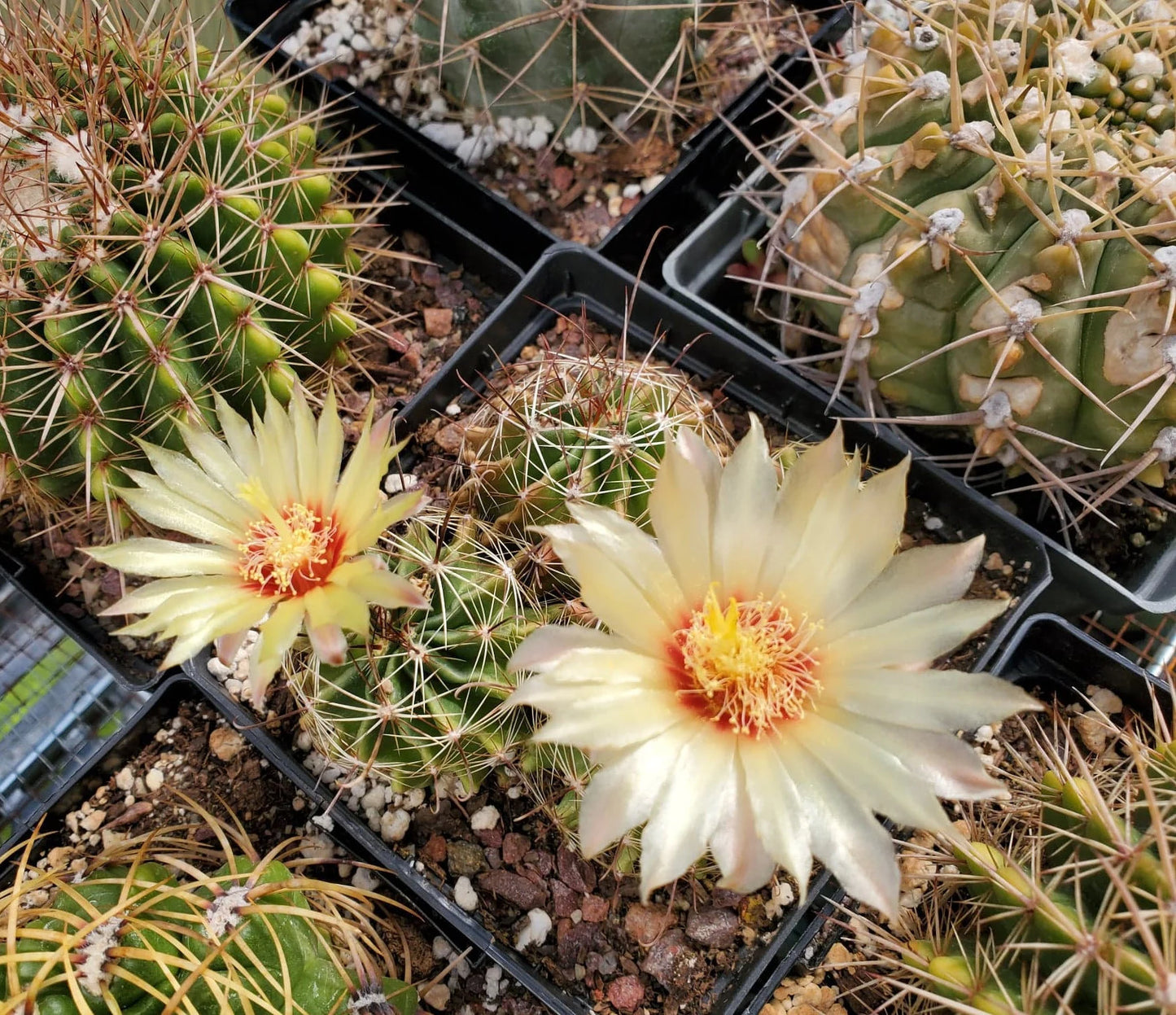 Thelocactus setispinus (15 seeds)