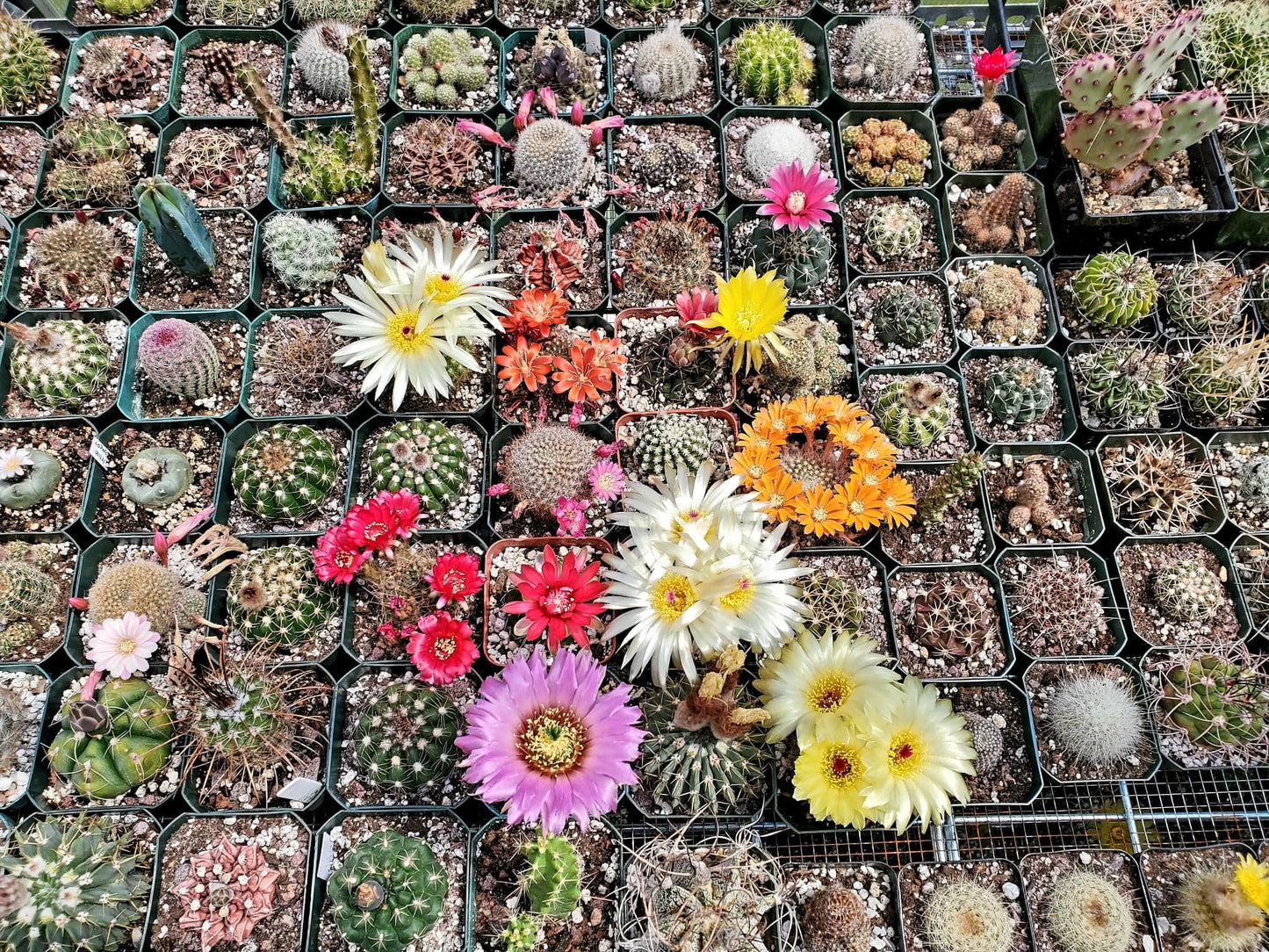 Mix Cacti Seeds