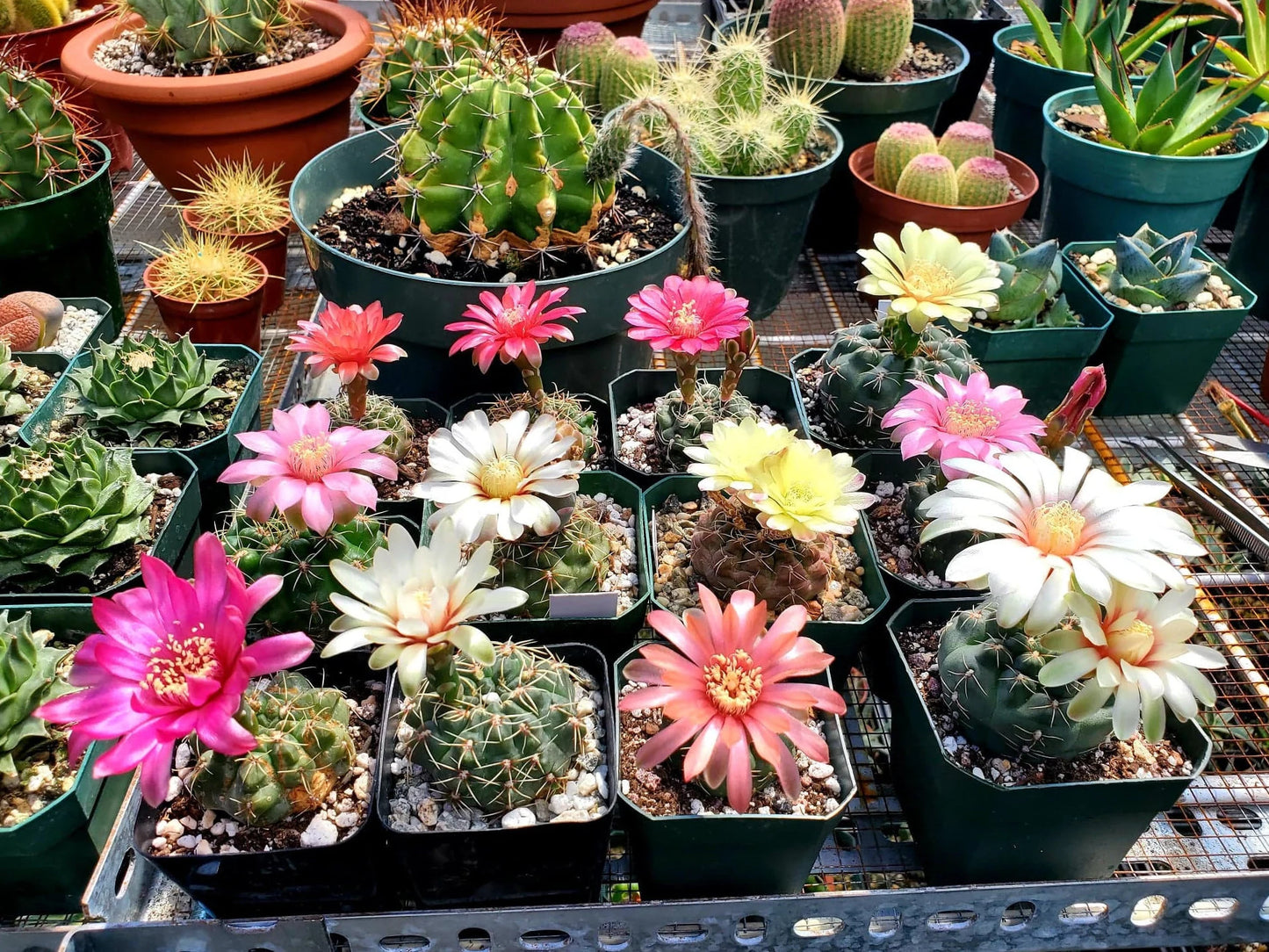 Gymnocalycium baldianum - seeds