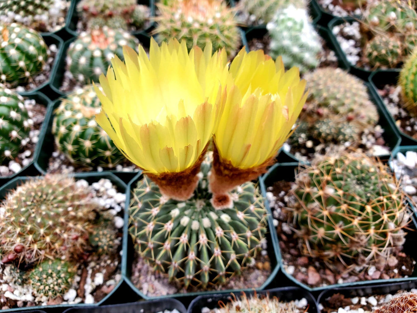 Parodia buiningii - seeds