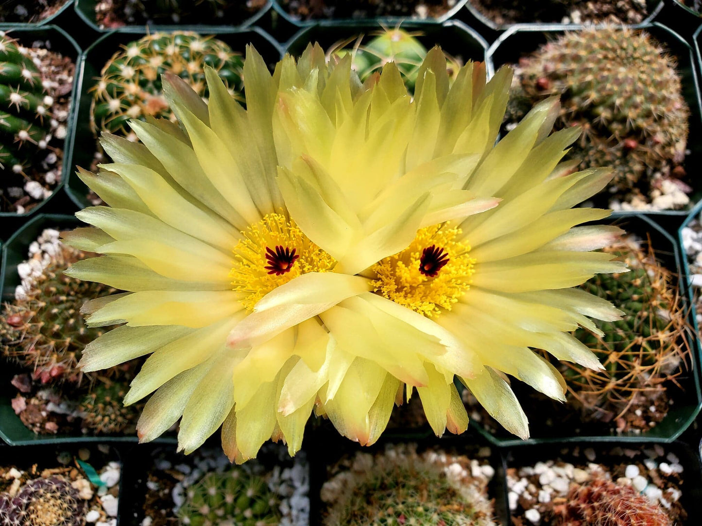 Parodia buiningii - seeds