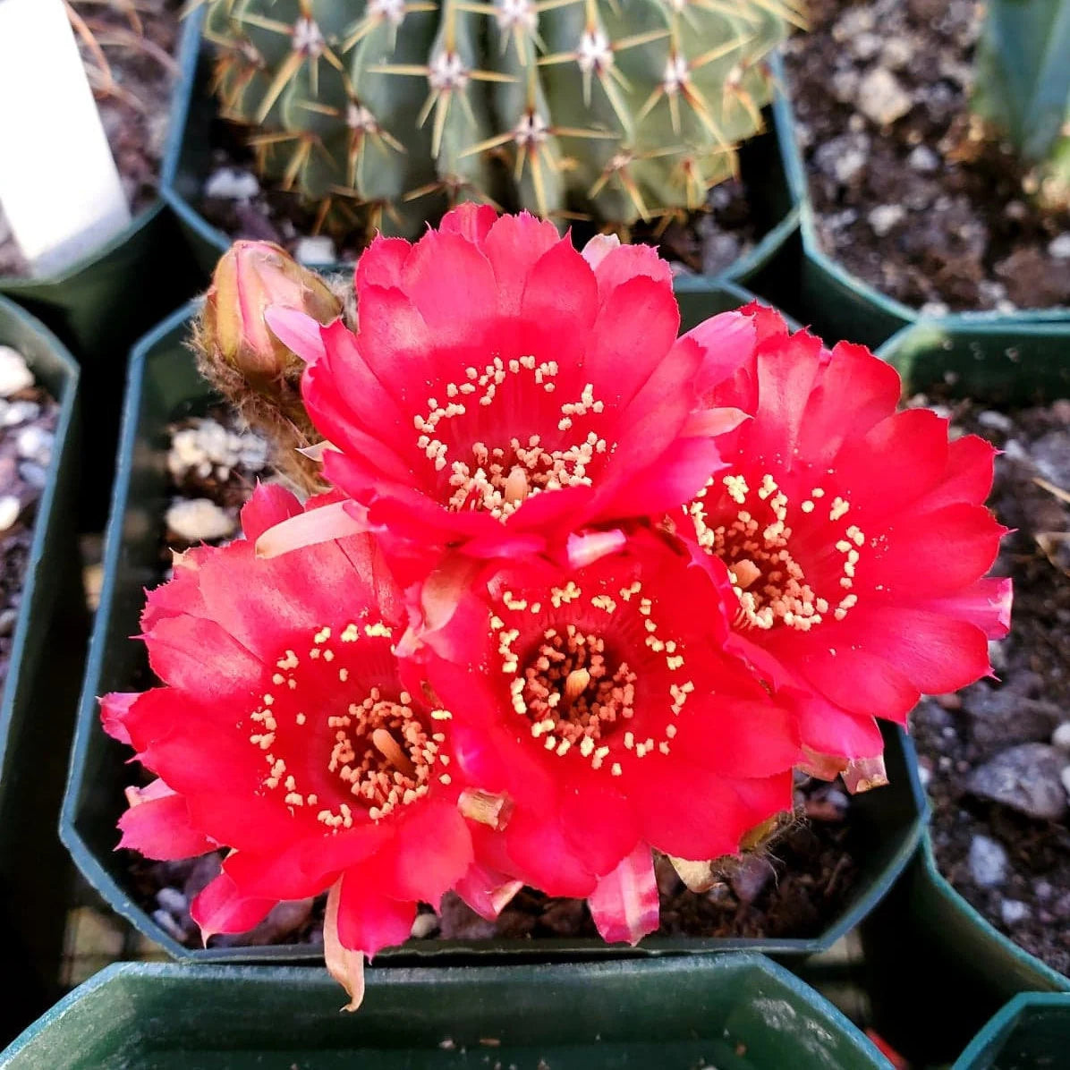 Echinopsis pentlandii var. aculeata - seeds