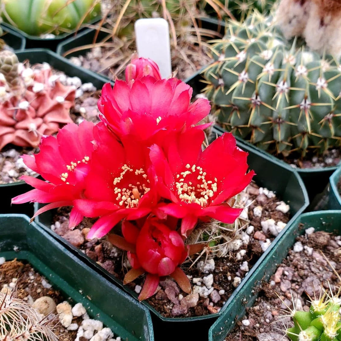 Echinopsis pentlandii var. aculeata - seeds