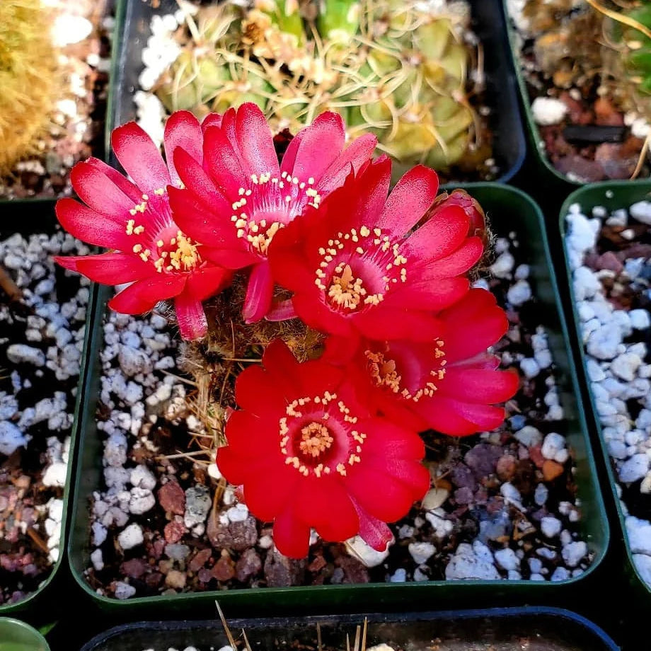 Echinopsis pentlandii var. aculeata - seeds